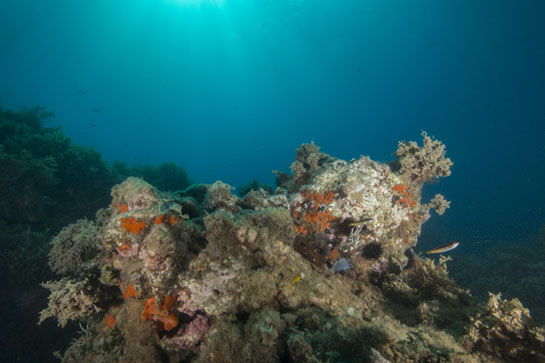 – 10m. Los erizos, principalmente el erizo negro (Arbacia lixula) y el erizo común (Paracentrotus lividus), dejan grandes zonas blanquecinas dando lugar a la denominada Comunidad de Algas Calcáreas  y Erizos. En la parte central se puede ver un ejemplar de pepino de mar Holothuria sanctori, justo debajo de una estrella de la especie Marthasterias glacialis. A la derecha una gorgonia Eunicella singularis.