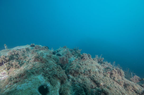 –10m. Los erizos, principalmente el erizo negro (Arbacia lixula) y el erizo común (Paracentrotus lividus), dejan grandes zonas blanquecinas dando lugar a la denominada Comunidad de Algas Calcáreas  y Erizos.