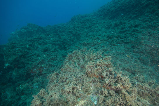 –13m. Prácticamente ha desaparecido lo que hasta el verano pasado era una próspera comunidad de la gorgonia blanca (Eunicella singularis).