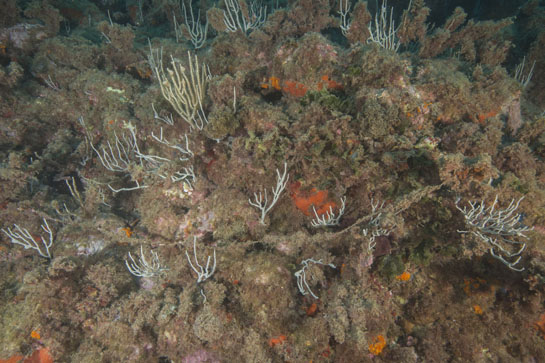 –15m. En la parte central una gorgonia de color amarillo (posiblemente Leptogorgia lusitanica) parcialmente epifitada y en la parte derecha la esponja de forma arriñonada (Chondrosia reniformis). El color pardo se debe a la presencia de algas simbióticas en su superficie. 