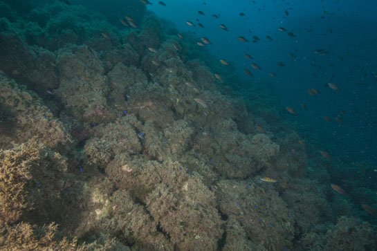 –16m. En la parte inferior de la imagen se pueden ver algunos juveniles de castañuelas (Chromis chromis), que destacan por su color azul metálico.