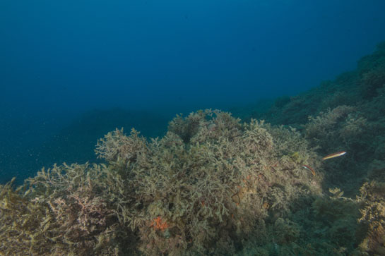 –14m. Aparte de las esponjas rojas, se pueden observar otros poríferos, como  varios ejemplares de Chondrosia reniformis y un ejemplar de Ircinia sp.