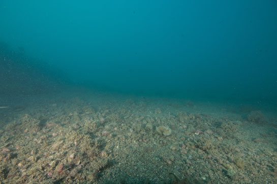 –18m. El transecto continúa hacia el centro del canal, que separa la isla de Isabel II de la del Congreso, con un fondo de arena gruesa y pequeñas piedras.