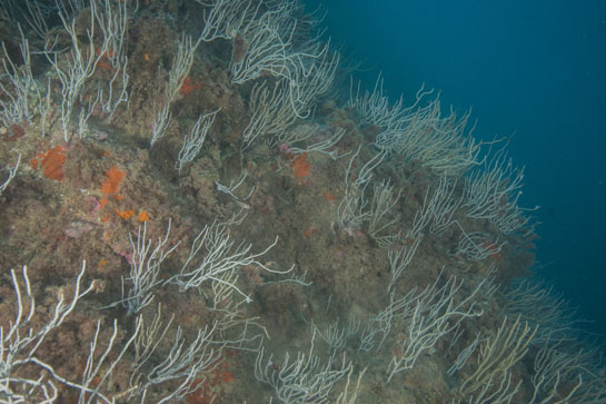 –18m. Aparte del  blanco de las gorgonias, destaca el color rojo de las esponjas posiblemente (Cambre cambre) y el rosa de las algas calcáreas.