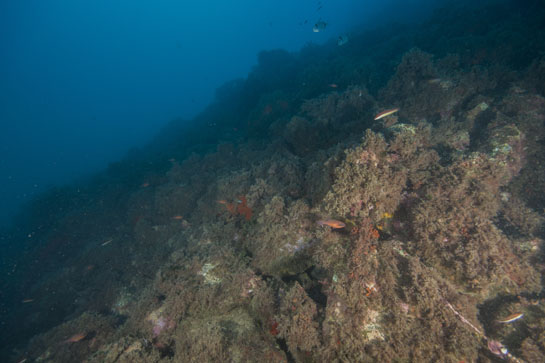 –18m. Los reyezuelos o salmonetes reales (Apogon imberbis), son peces con un llamativo color rojo. Presentan hábitos nocturnos y durante el día suelen encontrarse en el interior de cuevas o grietas. Como curiosidad, los machos incuban los huevos en el interior de la cavidad bucal. En la parte inferior derecha, aparece un hilo de pesca cubierto de algas calcáreas.