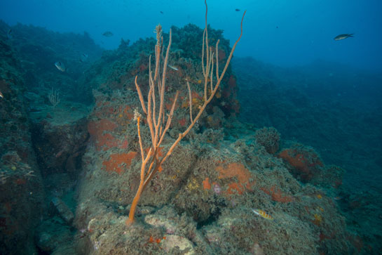 –20m. Un ejemplar de la gorgonia Ellisella paraplexauroides, en bastante buen estado.