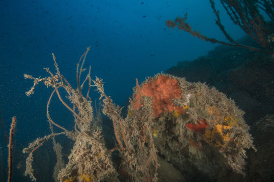 –20m. Los epífitos ahogan prácticamente las colonias de Ellisella paraplexauroides.