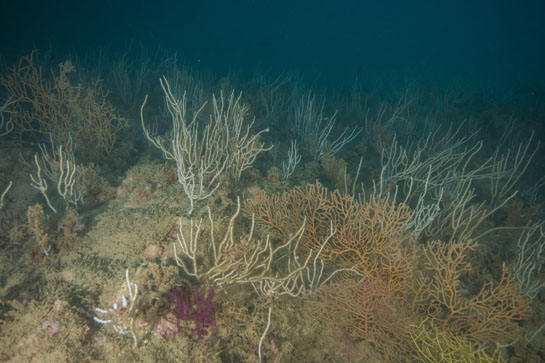 –22m. Las gorgonias (Paramuricea clavata), (Leptogorgia sarmentosa), (Leptogorgia lusitánica) y, especialmente, (Eunicella singularis) cubren todo el fondo rocoso.