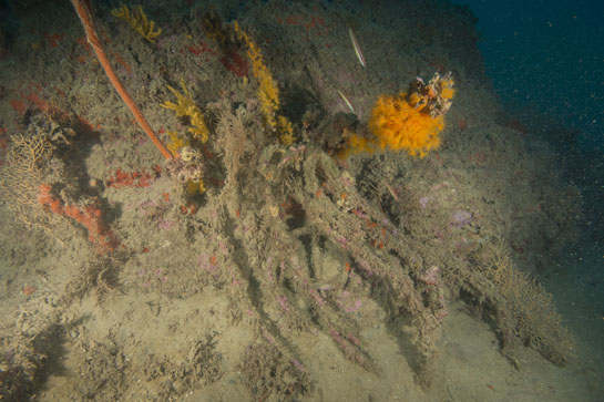 –22m. Una colonia de coral naranja crece sobre una colonia muerta y parcialmente arrancada de Ellisella paraplexauorides, junto a ella hay varios ejemplares de gorgonias: Leptogorgia sarmentosa, Paramuricea clavata  y una Ellisella paraplexauorides, todas rodeadas de cuerdas procedentes de artes de pesca.