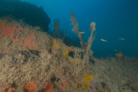 –21m. Una cuerda totalmente cubierta por diferentes organismos pasa por la base de dos ejemplares de Ellisella paraplexauorides, parcialmente arrancadas y muertas.