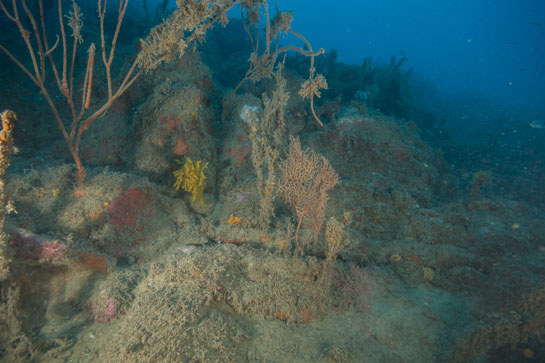 –26m. En esta imagen, aparte de Ellisella paraplexauroides, se pueden ver otras dos especies de gorgonias, de amarillo Paramuricea clavata y de color ladrillo Leptogrogia sarmentosa.