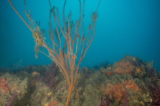 –26m. Una Ellisellaparaplexauroides, fuertemente epifitada en los extremos de los brazos, destaca entre otras especies de gorgonias.