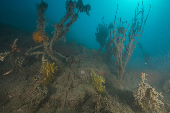 –23m. Cuerdas e hilos de pesca entre colonias muertas de Ellisella paraplexauorides.