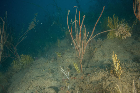 –30m. Una de las pocas Ellisella paraplexauroides que observamos en un relativo buen estado durante el transecto.