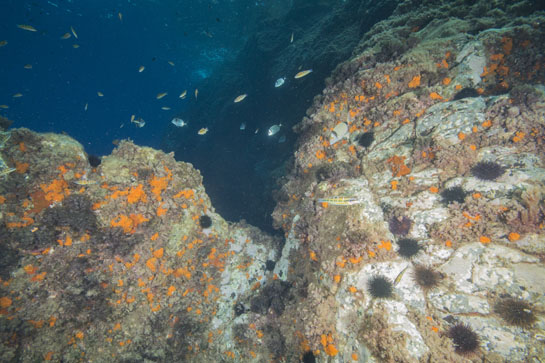 –5m. Entre los fredis se pueden ver varios ejemplares de mojarras (Diplodus vulgaris), característicos por las dos bandas negras verticales, una justo por detrás de la cabeza y otra en el pedúnculo caudal.