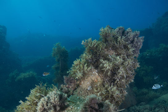 – 6m. Los restos del pecio del Dims se encuentran cubiertos por algas e invertebrados, en este caso por las algas pardas Dictyoteris polypoides y Halopteris scoparia. En la parte derecha nadan dos mojarras (Diplodus vulgaris), al fondo varias obladas (Oblada melanura) y en la parte izquierda un fredi (Thalassoma pavo).