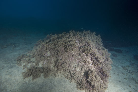 –7m. Grandes bloques de piedra se alternan con fondos blandos.