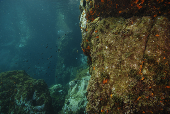 -3m. Pequeñas colonias de Astroides calycularis aprovechan las grietas para crecer entre las algas (destaca el alga parda Halopteris scoparia).