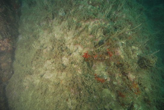 -12m. Sobre las gorgonias, en general, viven algunos invertebrados como el nudibranquieo Tritonia nilsodhneri o el pequeño gasterópodo Neosimnia spelta. Son difíciles de ver ya que poseen el mismo color que la gorgonia e imitan la forma de los pólipos.