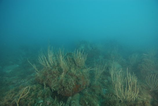 -16m. En la parte exterior del tajo aumenta el tamaño de los bloques de piedra y crece el número de ejemplares de la gorgonia Eunicella singularis. La turbidez del agua en la cara este de la isla del Rey es elevada y se nota perfectamente en cuanto salimos de los tajos.