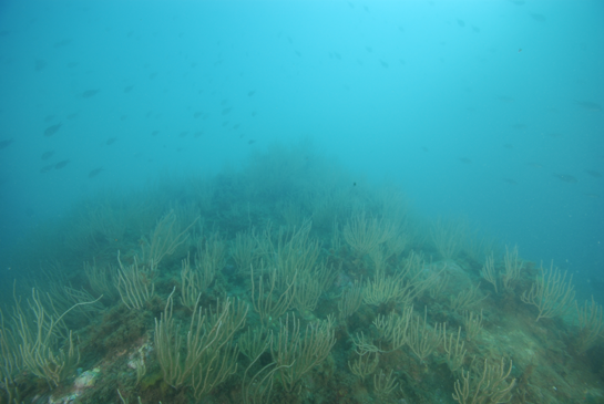 -17m. Sobre el fondo predomina la gorgonia blanca Eunicella singularis y sobrevolándolas se observan, entre la penumbra que crea la turbidez del agua, un grupo de castañuelas (Chromis chromis).