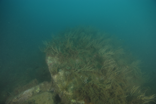 -18m. Sobre el fondo predomina la gorgonia blanca Eunicella singularis.