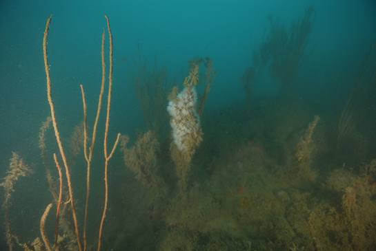 -22m. En la imagen podemos ver la base de alguna colonia de Ellisella paraplexauroides que ha sido arrancada por algún arte de pesca.