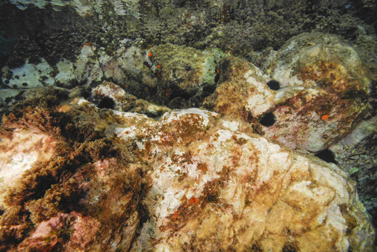 -1m. En el piso infralitoral, el ramoneo de los erizos, principalmente el erizo negro (Arbacia lixula) y el erizo común (Paracentrotus lividus), deja grandes zonas blanquecinas entre la Comunidad de Algas Fotófilas de Modo Calmo. En ellas, el crecimiento de las algas se ve reducido al de especies coralinas incrustantes, dando lugar a la denominada Comunidad de Algas Calcáreas y Erizos. Las manchas rojizas corresponden a esponjas rojas que se desarrollan en zonas umbrías y a colonias del coral naranja  Astroides calycularis.