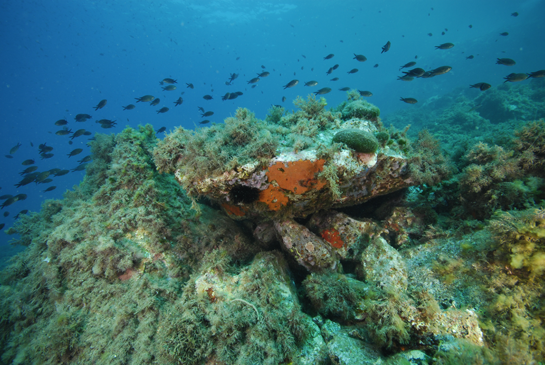 -10m. Los invertebrados, entre ellos las esponjas rojas, aprovechan las zonas umbrías para asentarse. Por encima dos ejemplares del alga verde, con forma globosa, Codium bursa.