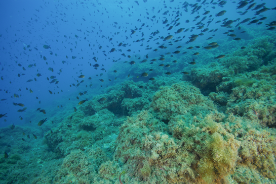 -14m. La castañuela, Chromis chromis, es uno de los peces más numerosos  de los fondos rocosos del infralitoral.