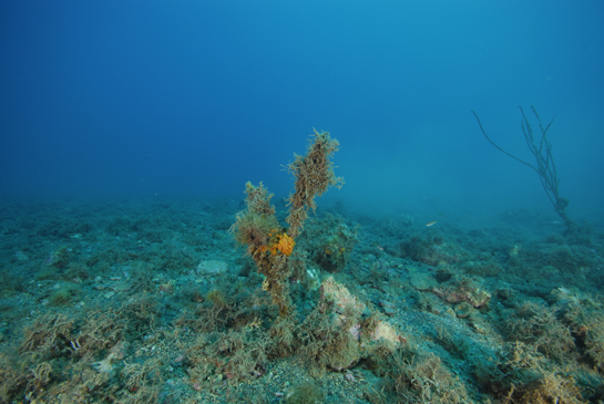 -18m. La pesca artesanal o deportiva causan graves daños a la población de la gorgonia gigante Ellisella paraplexauroides. De la colonia situada en primer plano sólo queda la base, la cual sirve de soporte a algas e invertebrados como el coral naranja Astroides calycularis.