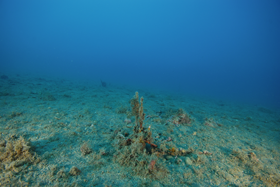 -24m. El fondo rocoso da paso a un fondo blando en donde se observan los restos de varias colonias de Ellisella paraplexauroides.