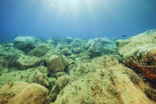 -2m. Un grupo numeroso de castañuelas, Chromis chromis, sobrevuela los bloques de piedra, en donde se observa las consecuencias del ramoneo de los erizos 