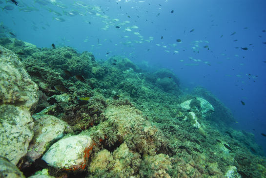 -4m. Las castañuelas Chromis chromis, que se alimentan de plancton, y las salpas Sarpa salpa, herbívoras, nadan sobre esta parte del transecto con mayor pendiente.