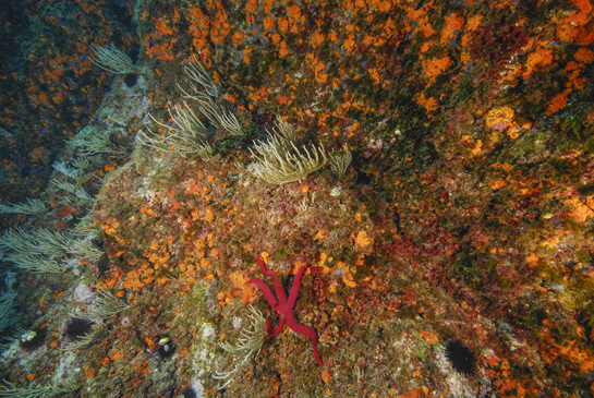 -7m. A esta profundidad comienza el “bosque” de la gorgonia Eunicella singularis. En la parte central la estrella púrpura Ophidiaster ophidianus y a la izquierda nadan juveniles de castañuelas Chromis chromis de color azul metálico.