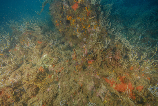 -19m. En la parte central de la imagen podemos ver la primera Ellisella paraplexauroides del transecto. Desgraciadamente se trata sólo de la base, totalmente cubierta de algas e invertebrados,  de un ejemplar muerto. 