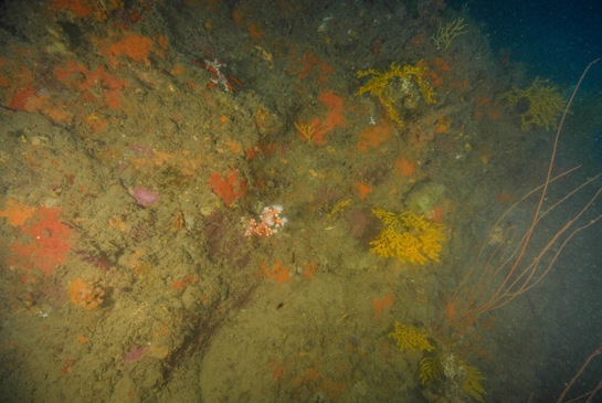 -28m. El coralígeno de Chafarinas estámuy bien representado en esta imagen. En ella vemos las gorgonias Paramuricea clavata, Eunicella gazella y Elisella praplexauroides; el coral amarillo Dendrophyllia ramea; el briozoo Sertella septentrionalis; etc.