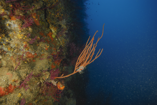 -23m. La gorgonia Ellisella paraplexauroides se encuentra parcialmente epifitada por briozoos y por la ascidia colonia Clavelina nana.