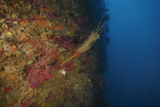 -24m. Esta colonia de Ellisella paraplexauroides presenta gran parte de su superficie epifitada.