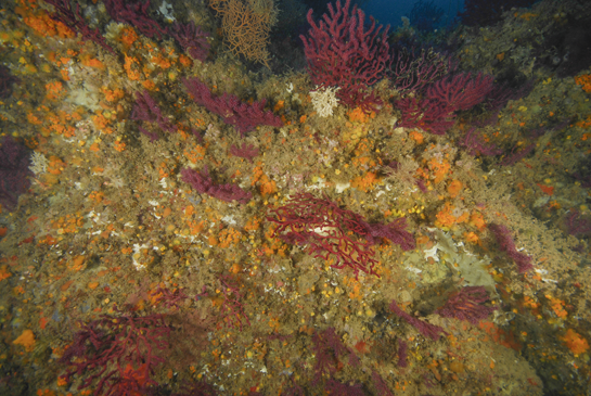 -27m. En la parte superior de la imagen, en la base de una gorgonia Paramuricea clavata, se ve una masa blanquecina que corresponde a una colonia de gusanos poliquetos Filograna implexa.