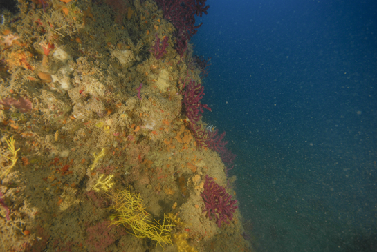 -33m. El número de gorgonias gigantes del transecto es bastante bajo debido a la verticalidad de la pared, que hace difícil su asentamiento.