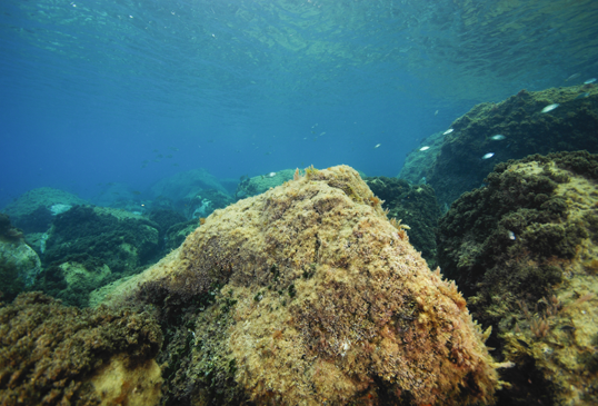 -2m.  Diversas especies de algas, entre ellas las algas invasoras del genero  Asparagopsis, compiten para cubrir el fondo rocoso. En el Mediterráneo hay dos especies pertenecientes al género Asparagopsis: A. armata y A. taxiformis, ambas presentes en Chafarinas. La primera de ellas es originaria de Australia y la segunda del Indo-Pacífico. Ambas desplazan a las especies autóctonas con la consiguiente pérdida de biodiversidad.