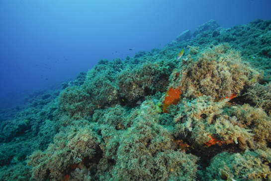 -11m. Las algas invasoras del género Asparagopsis se van abriendo hueco poco a poco en la Comunidad de Algas Fotófilas de Modo Calmo de las islas Chafarinas.