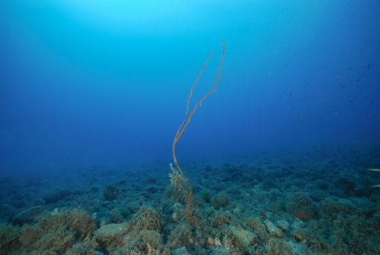 -22m. Los bloques de piedra cada vez son más pequeños, por lo que se dificulta el asentamiento de algas e invertebrados de gran tamaño. Como excepción alguna Ellisella paraplexauroides “brota” del fondo.