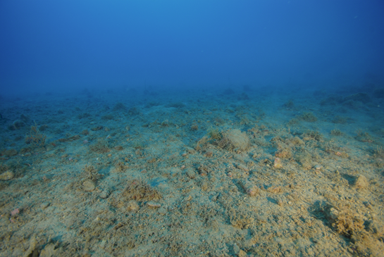 -25m. Las piedras cada vez son más escasas, lo que no facilita el asentamiento de algas e invertebrados de porte elevado.