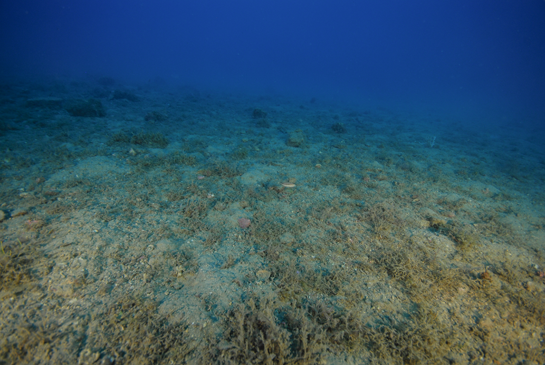 -26m. Un Serranus cabrilla nada en el centro de la imagen.