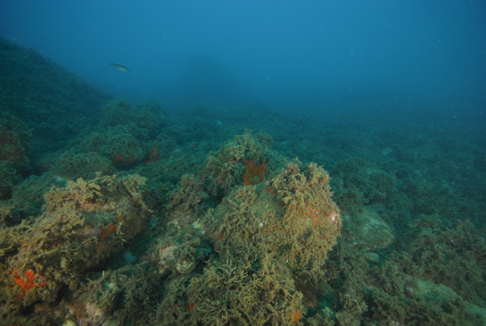 -19m. La algas pardas cubren los bloques de piedra dejando poco espacio para los invertebrados.