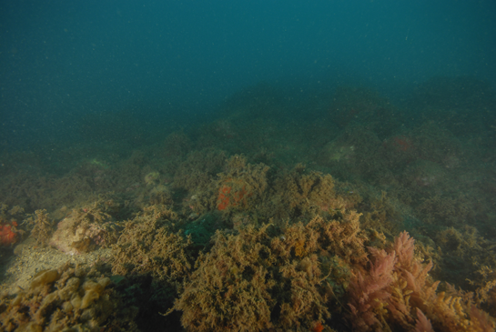 -22m. Algunos ejemplares de las algas rojas invasoras del género Asparagopsis también están presentes en este recorrido.