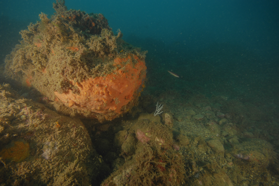 -23m. Una solitaria Eunicella singularis al lado de un gran ejemplar de esponja roja.