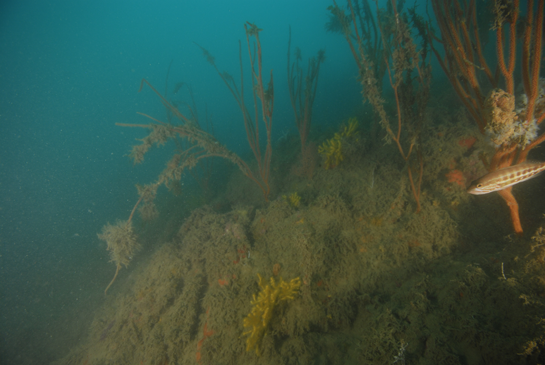 -23m. Entre el bosque de Ellisella paraplexauroides crecen algunos ejemplares amarillos de la gorgonia Paramuricea clavata. A la derecha nada el serránido Serranus cabrilla.